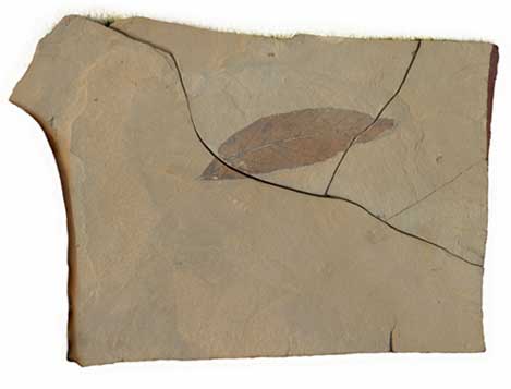 Rock Leaf