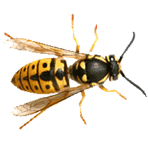 wasp